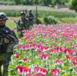 us afghan poppy