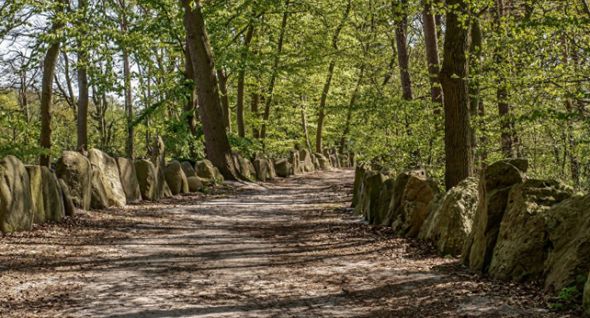 Háj Sasů u Verdenu (Sachsenhein)